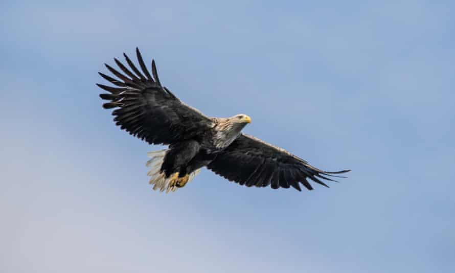 White-tailed eagles are often seen over the Inner Hebrides.