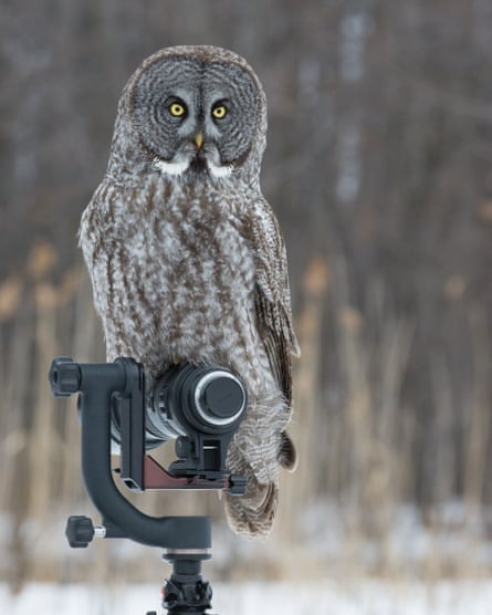 A great grey owl perches on top of a camera during a shoot where some photographers were using shop-bought live mice as bait.