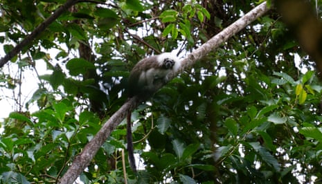 a cotton-top tamarin sitting in a tree