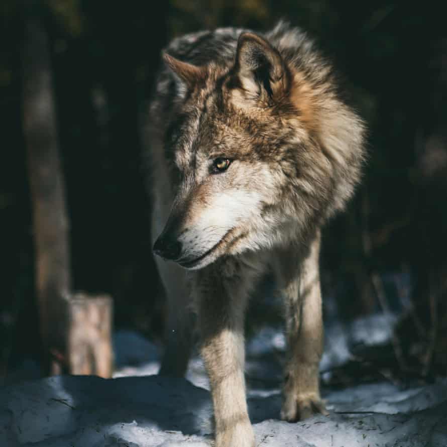 A wolf in snow.