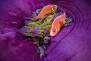 Anemone fish in their colourful home
