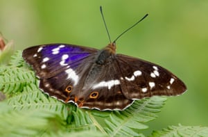 Purple emperor in the Malvern Hills