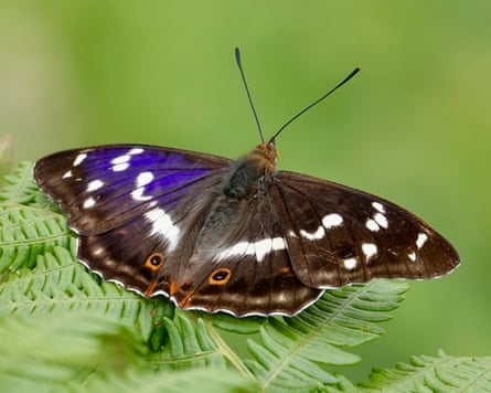 A butterfly on a fern.