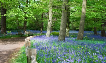 Bluebells.