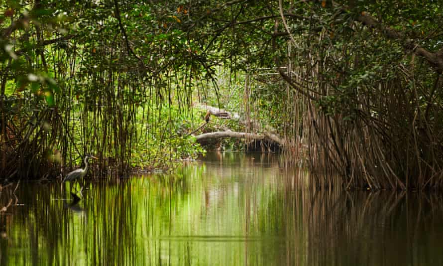 Part of the 11,000-hectare (27,000 acre) mangrove forest in Colombia's Cispata Bay.