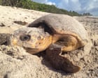 Florida sets record for sea turtle nests but Trump move could stall recovery