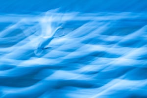 Creative Perspectives. Landing in a Sea of Swans. ‘Nothing heralds the arrival of spring more evocatively than the sight and sound of migrant birds in Sweden, with the appearance of Whooper Swans being a particular highlight. I took this image at dusk as the swans were gathering in a field next to a lake. Using a slow shutter speed to emphasise motion, I tracked one of the swans as it came in to land, aiming to capture its grace against an abstract sea of swans on the ground.’