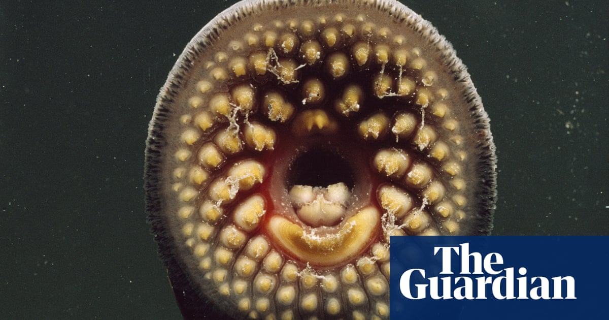 Return Of The Lamprey Ancient Ugly And Swimming Up British Rivers Marine Life Guardian Return Of The Lamprey Ancient Ugly, Can You Eat Freshwater Lamprey