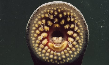Suction-cup mouth of a sea lamprey