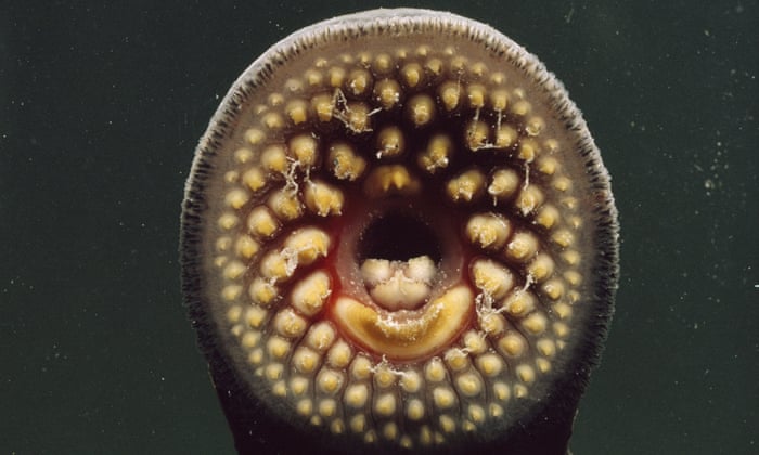 Return Of The Lamprey Ancient Ugly And Swimming Up British Rivers Marine Life Guardian Swimming Up British Rivers, What Is A Lamprey Fish