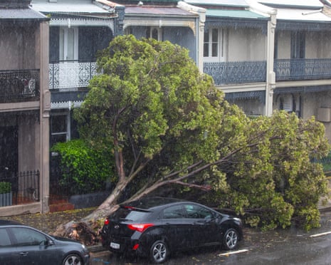 A tree has fallen across the entrance to a few terrace houses in Hargrave Street, Paddington