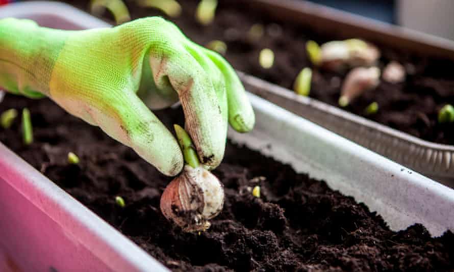 Spring flowering garden bulbs planted in pots
