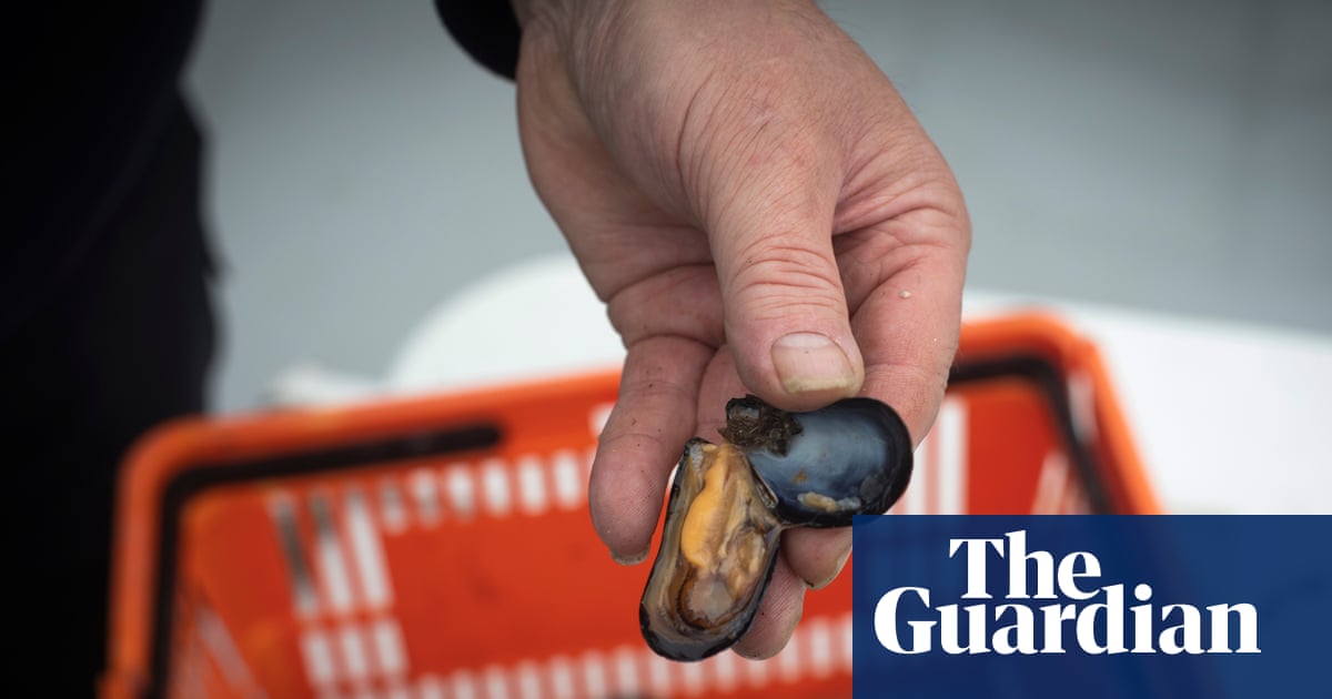 The customers are still there': Welsh mussel farmers hope post-Brexit reset can revive business