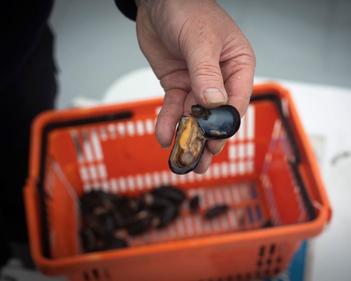 ‘The customers are still there’: Welsh mussel farmers hope post-Brexit reset can revive business