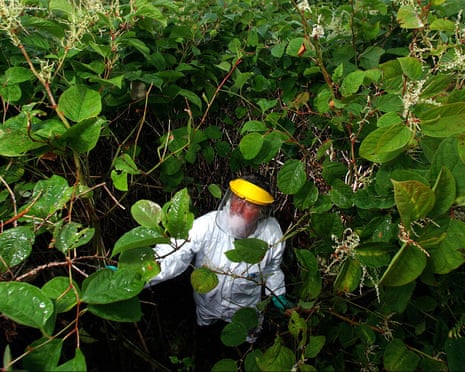 A pest eradication expert poisons Japanese knotweed. Photograph by Tim Cuff/Alamy