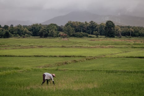Un agricultor de arroz cuida su arrozal en Uttaradit.