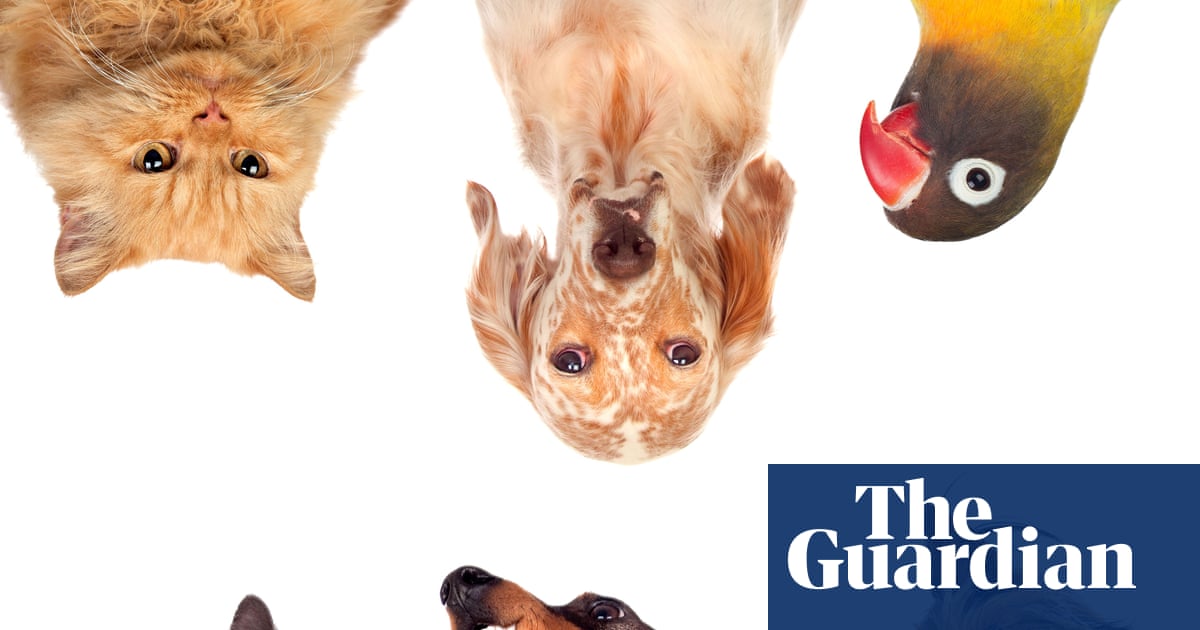 Readers reply: Are there too many pets?