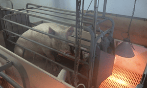 A sow in a farrowing crate.