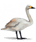 A swan