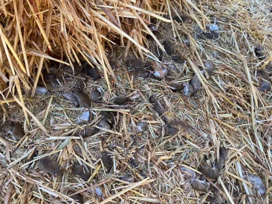 Mice in hay on Jason Salier’s cattle farm.