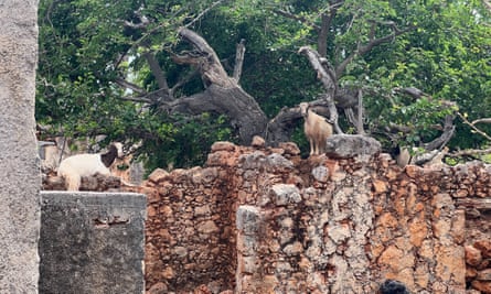 Goats in inhabit ruins in Aradena village.