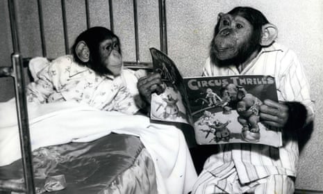 ‘Daddy, this human bed is filthy’ … unlike humans, chimps make a fresh nest every night.