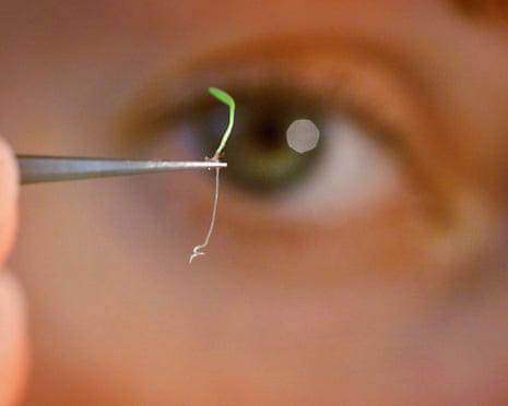 A close-up of a seedling held in a pair of tweezers