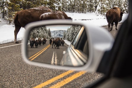 A Bison jam near Madison Junction in Yellowstone.