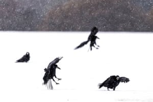Rooks search for food in snow