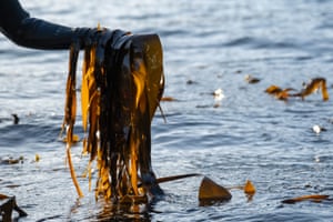 Tamara Singer gathers nori fingertare seaweed and winged kelp at low tide