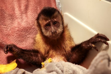 A monkey