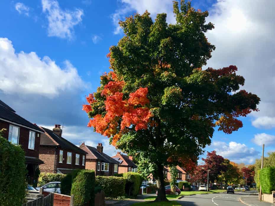 Tree Of The Week I D Tie Myself To This Norway Maple Rather Than See It Cut Down Life And Style The Guardian Tree Of The Week I D Tie Myself To This Norway Maple Rather Than See It Cut Down Life And Style The Guardian