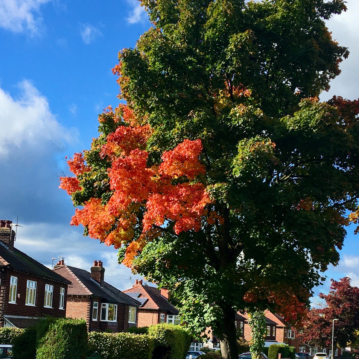 Tree Of The Week I D Tie Myself To This Norway Maple Rather Than See It Cut Down Life And Style The Guardian Tree Of The Week I D Tie Myself To This Norway Maple Rather Than See It Cut Down Life And Style The Guardian
