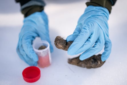Collecting wolf droppings for analysis.