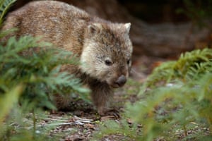 Wombat in the Narawntapu National Park Tasmania, Australia.