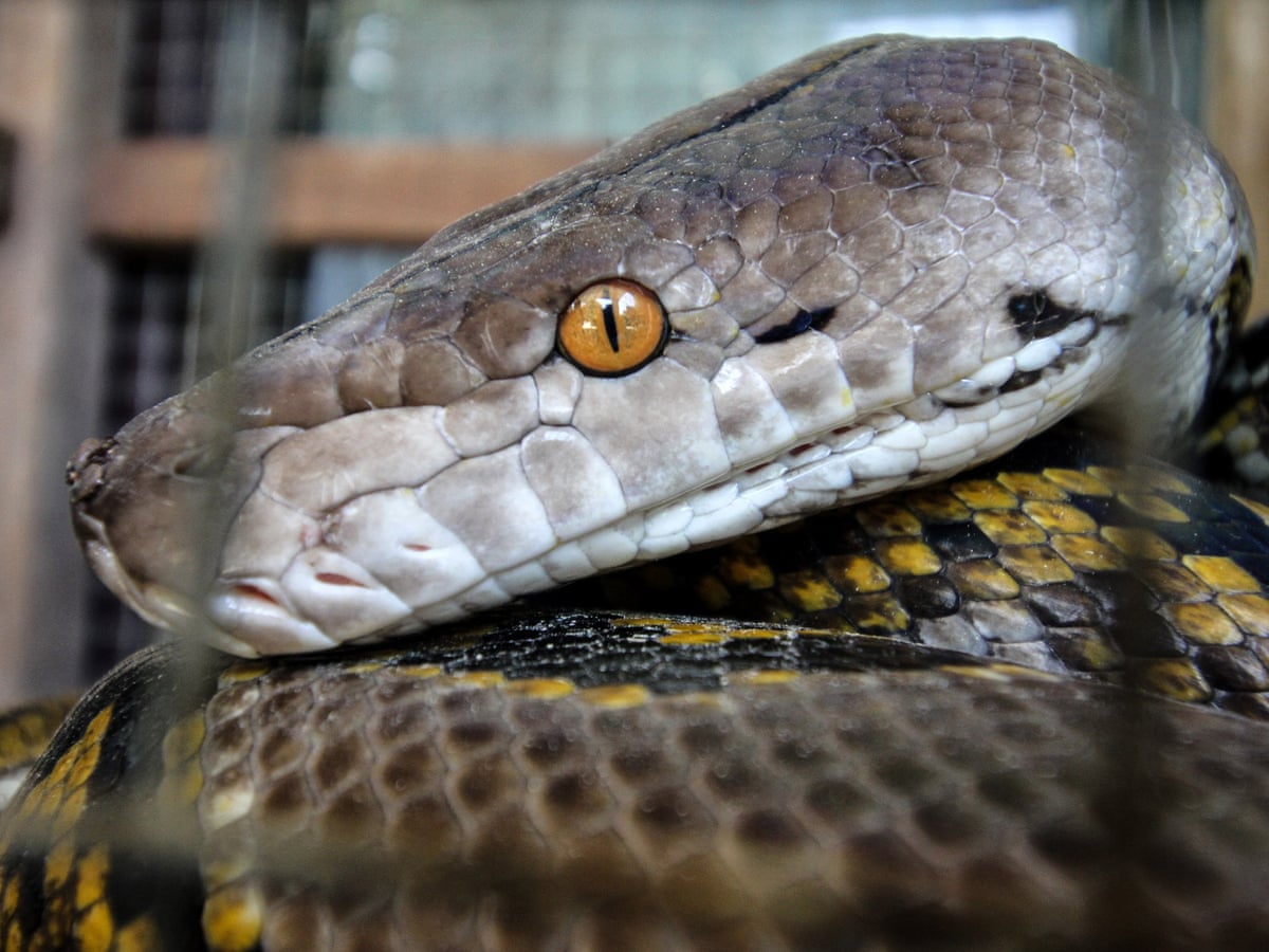 How To Find Escaped Ball Python at Will Cornish blog