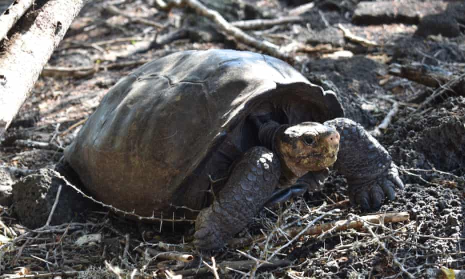 ‘Fantastic giant tortoise’ species thought extinct for 100 years found alive 3500