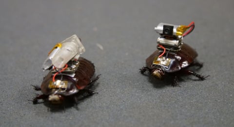 two cyborg cockroaches