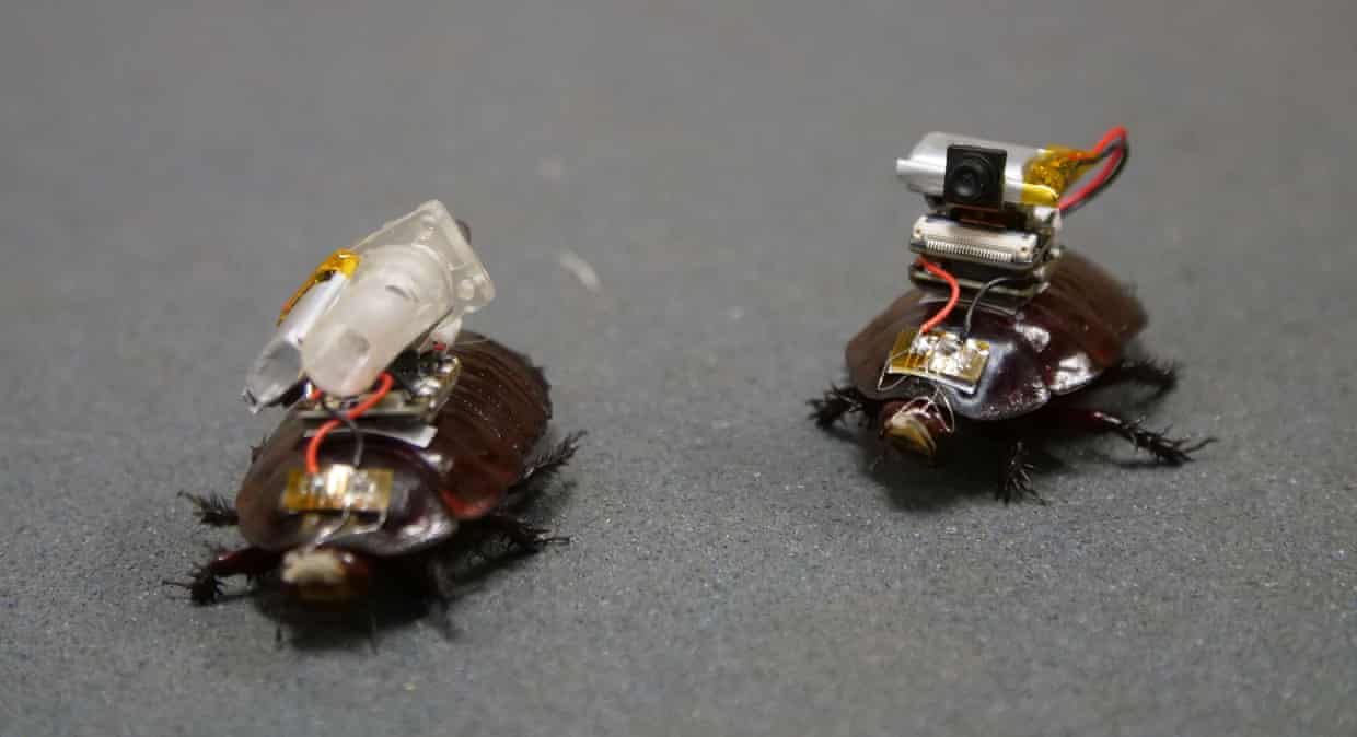 two cyborg cockroaches