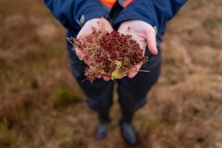 A clump of reddish moss is held out in a pair of hands.