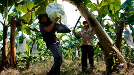 How Colombia's banana cooperatives are helping boost the country's economy - video