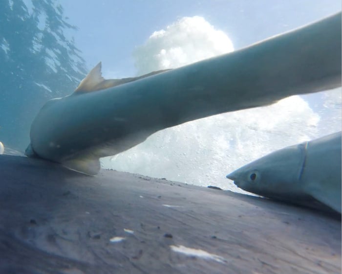 ‘The ultimate free Uber around the sea’: suckerfish find dream solution to transport woes