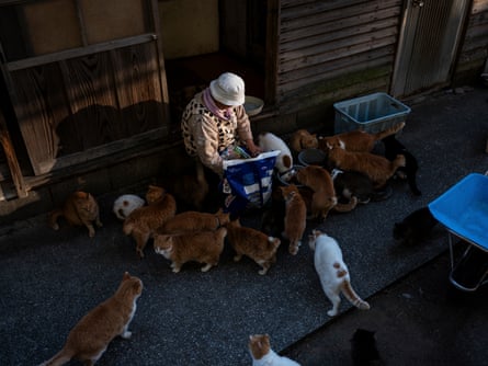 Mrs Kamimoto feeds the cats with food donated by supporters.