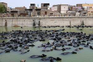 Buffaloes in a canal near buildings