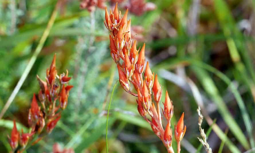 Bog asphodel seeds ... a sign that the ground will be squelchy underfoot.