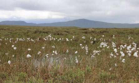 Common Cotton-grass - Species Directory - Freshwater Habitats Trust