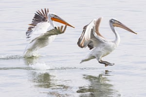 Pelicanos pousam nas águas do lago Kerkini, na Macedônia, na Grécia. Pelicano dálmata cientificamente conhecido como Pelecanus crispus da família Pelecanidae são conhecidos pelo bico longo e grande bolsa na garganta, são uma espécie rara, a maior ave de água doce do mundo e tem o estado de conservação de vulnerável e ameaçada. O lago Kerkini é um reservatório de água artificial criado em 1932, um local muito importante para as aves de todo o mundo para a rota migratória, um dos principais locais de observação de pássaros na Grécia