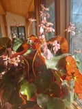 Beef steak begonia Juliana Inman, Salem, Oregon
