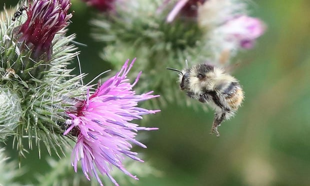 Piercing bumblebee carder at the restoration site in Somerset.