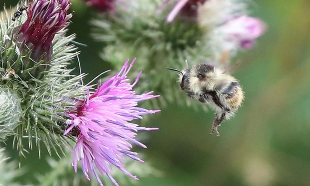 Un bourdon cardeur strident sur un site de restauration dans le Somerset.